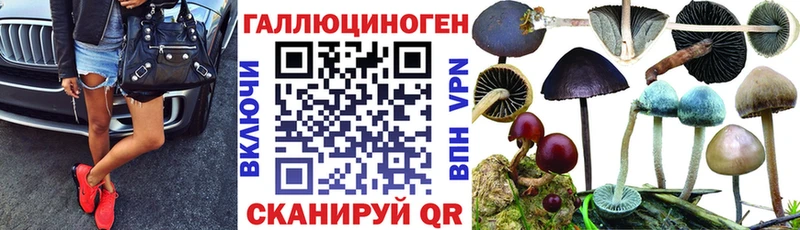 где найти   Унеча  Псилоцибиновые грибы прущие грибы 